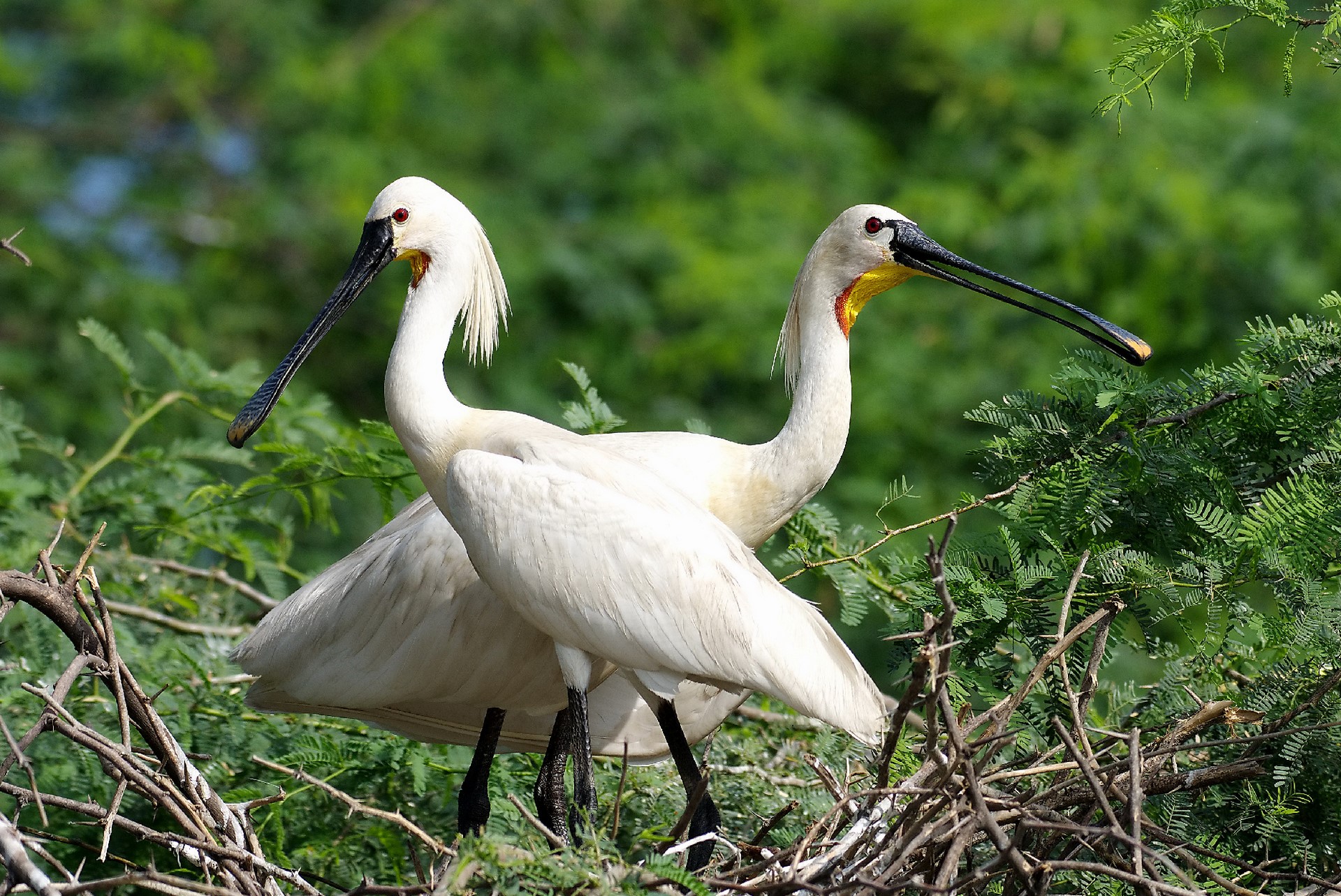Soor Sarovar Bird Sanctuary