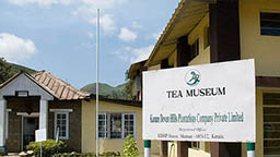 museo del té