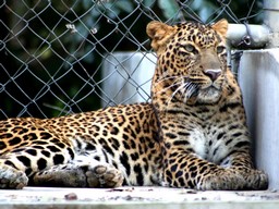 Kanpur Zoological Park (Allen Zoo)
