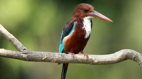 Nawabganj Bird Sanctuary