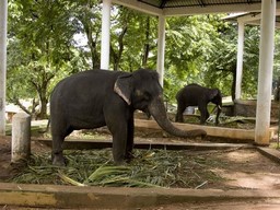 Elephant Rehabilitation Centre