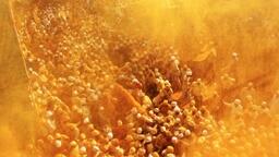 Bhandara Festival: India's Golden Celebration