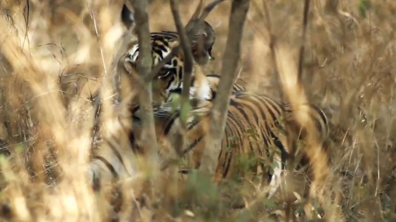 Tiger Reserves  Incredible India