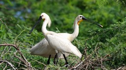 Sanctuaire d'oiseaux de Soor Sarovar (lac Keetham) 