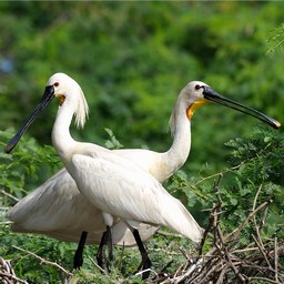 Sanctuaire d'oiseaux de Soor Sarovar (lac Keetham) 