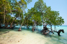 Mangroves d’Andaman