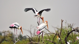 Réserve ornithologique de Koonthankulam 