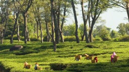 Kasauni-Teeplantage 