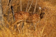 Das Sagareshwar Wildtier-Reservat 