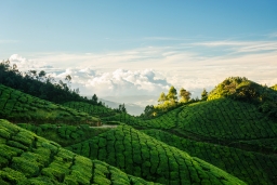 Plantation de thé de Kolukkumalai 