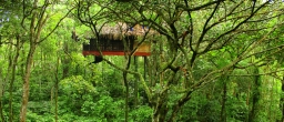 Treehouse Experience