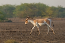 科达野生驴保护区