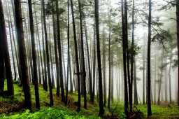 Forêt de pins 