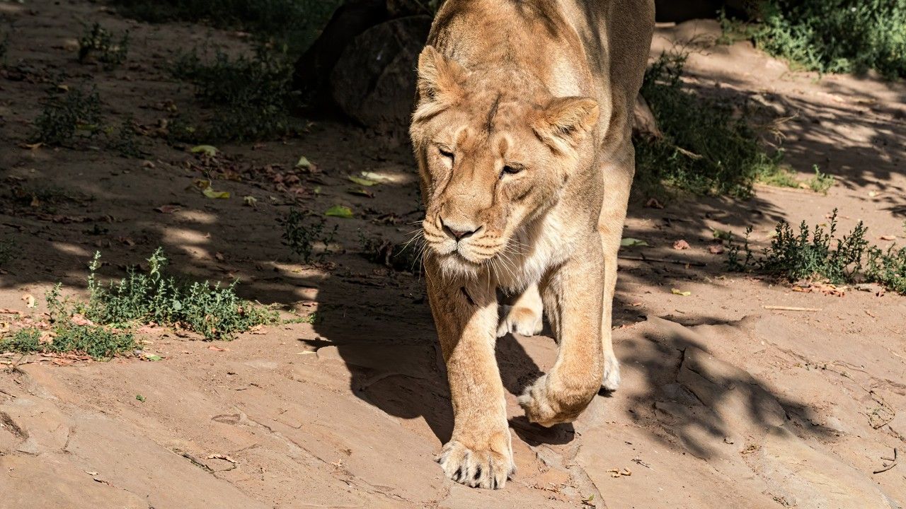 rajgir-zoo-safari-nalanda-attr-hero