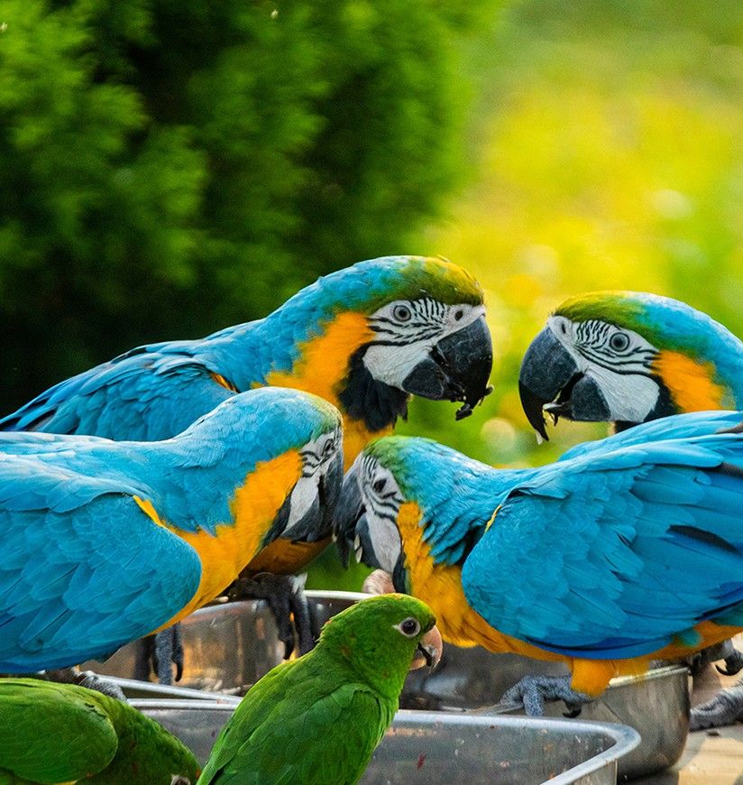 Blue macaw in the Chandigarh bird park