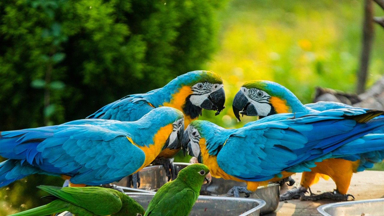 macaw-chandigarh-parrot-bird-sanctuary-attr-hero
