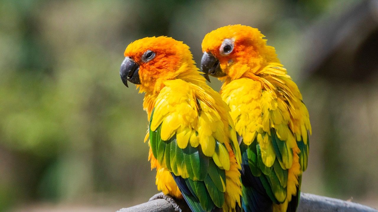 sun-conure-parrot-chandigarh-parrot-bird-sanctuary-attr-hero