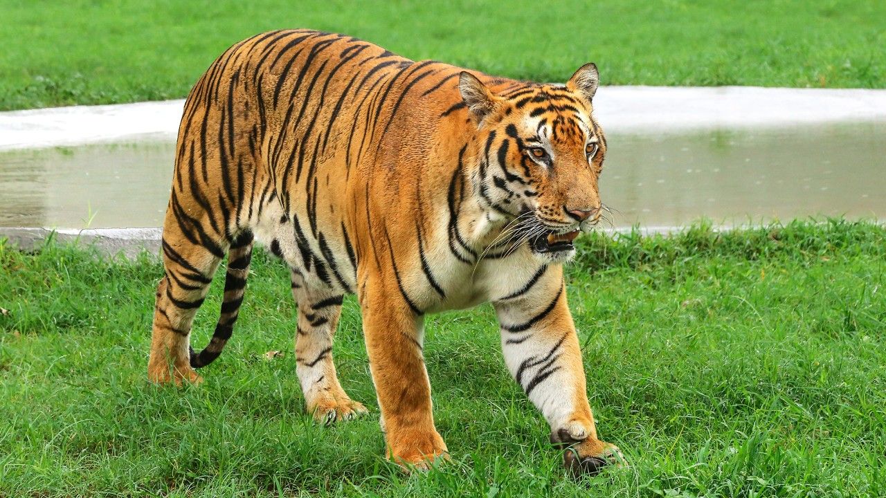 chhatbir-zoo-chandigarh-1-attr-hero