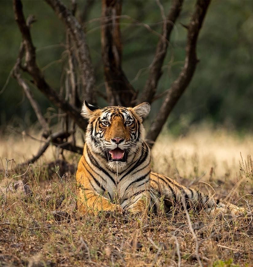 Achanakmar Tiger Reserve in Chhattisgarh