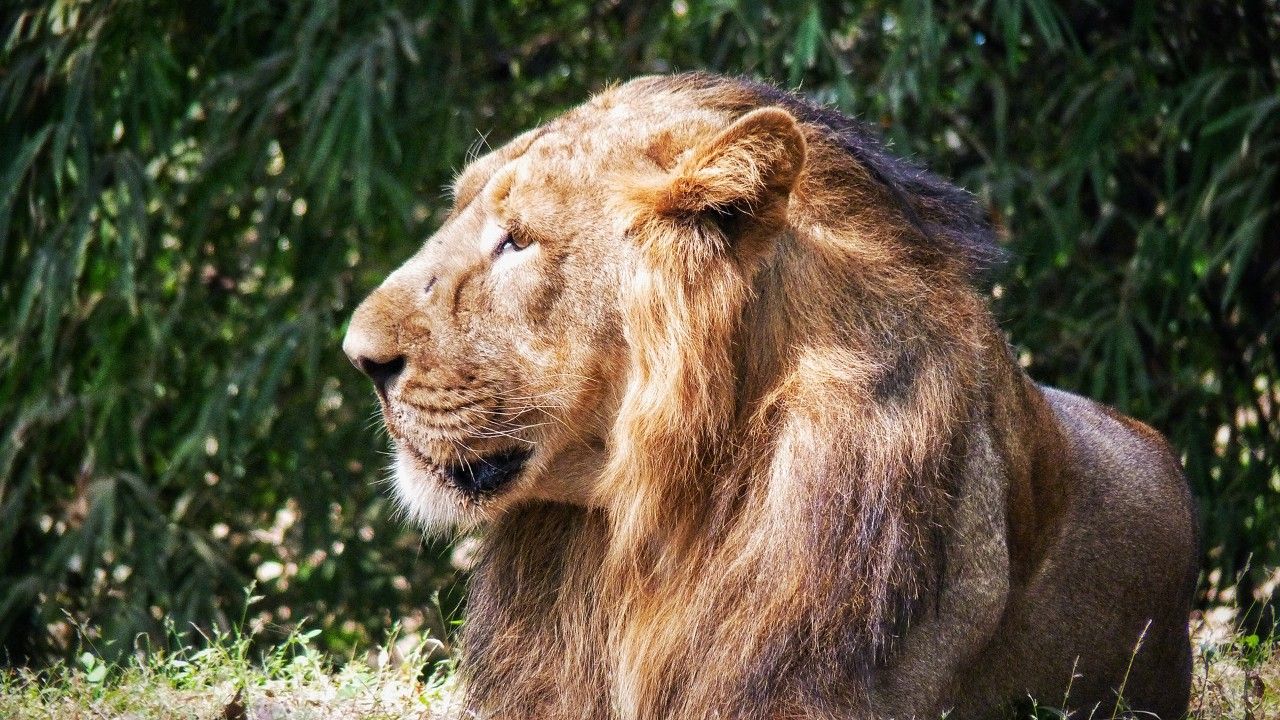 vasona-lion-safari-park-daman-1-attr-hero