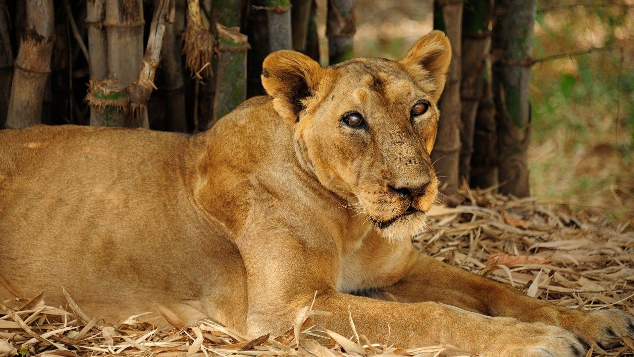 vasona-lion-safari-park-daman-2-attr-hero