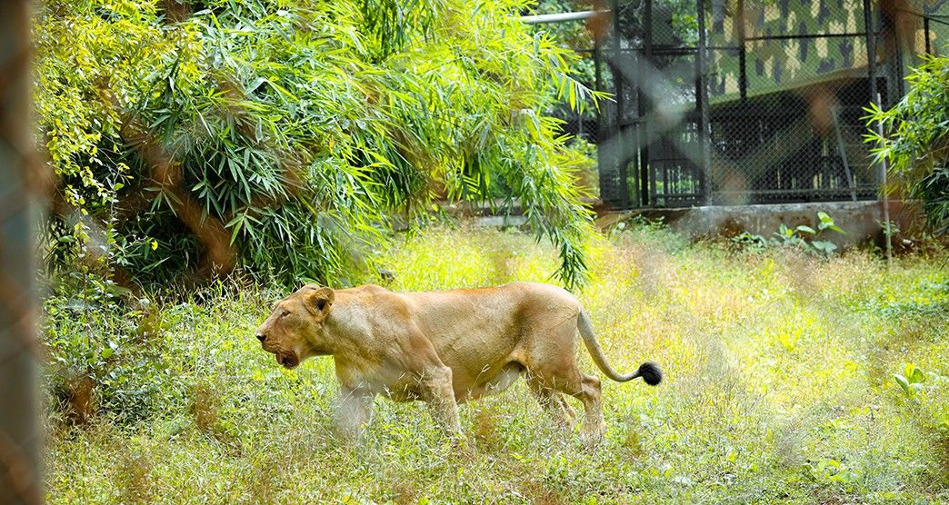Vasona-Lion-Safari-Park