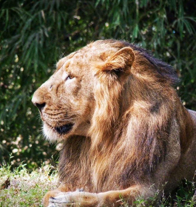 vasona-lion-safari-park