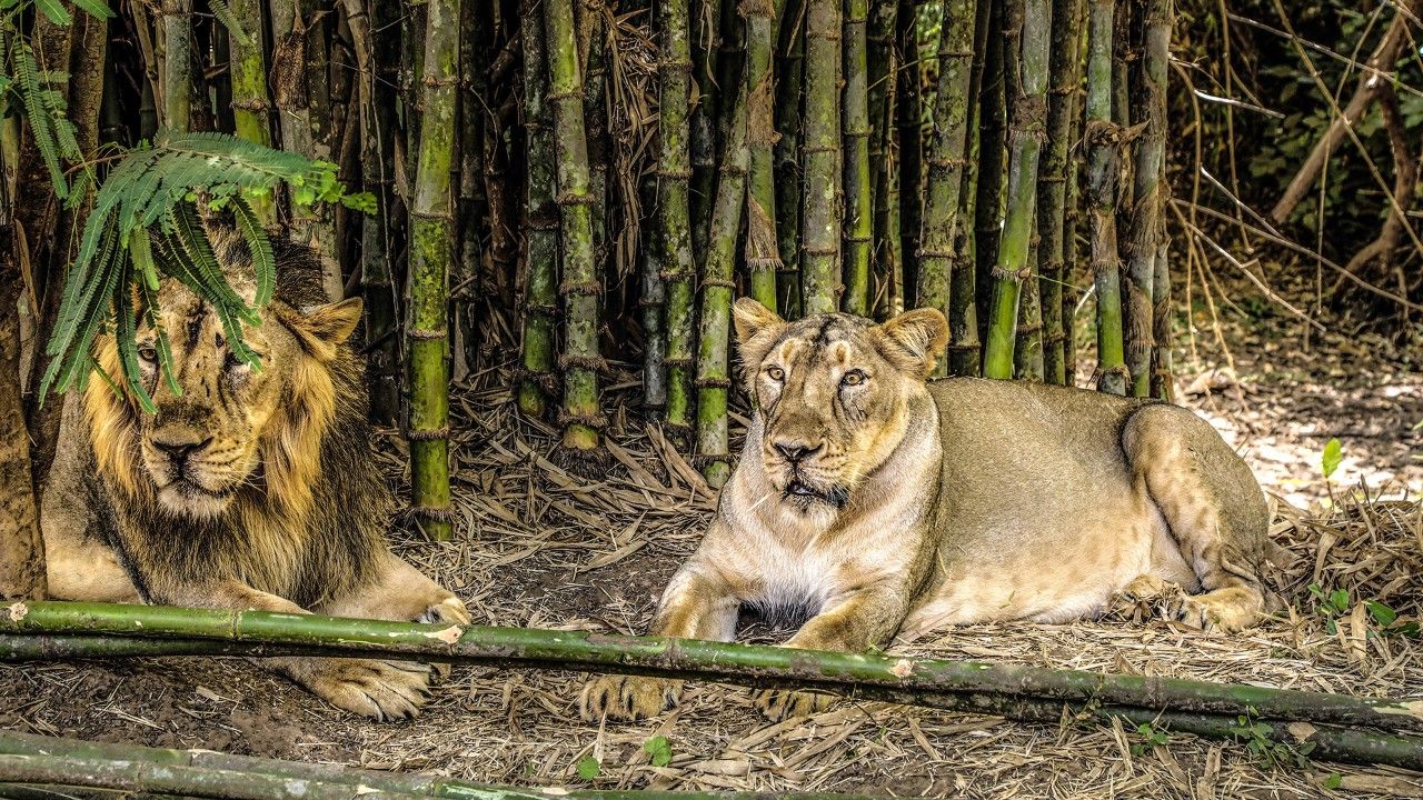vasona-lion-safari-park-silvassa-dadra-and-nagar-haveli-2-attr-hero