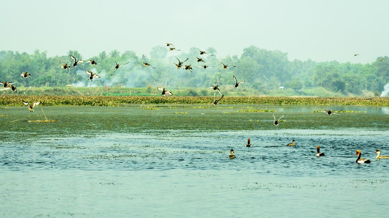 okhla-bird-sanctuary2-delhi-attr-hero