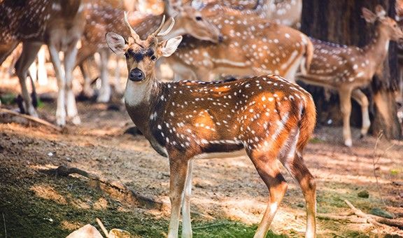 deer-park-delhi-1-blog-ntr-exp-cit-pop