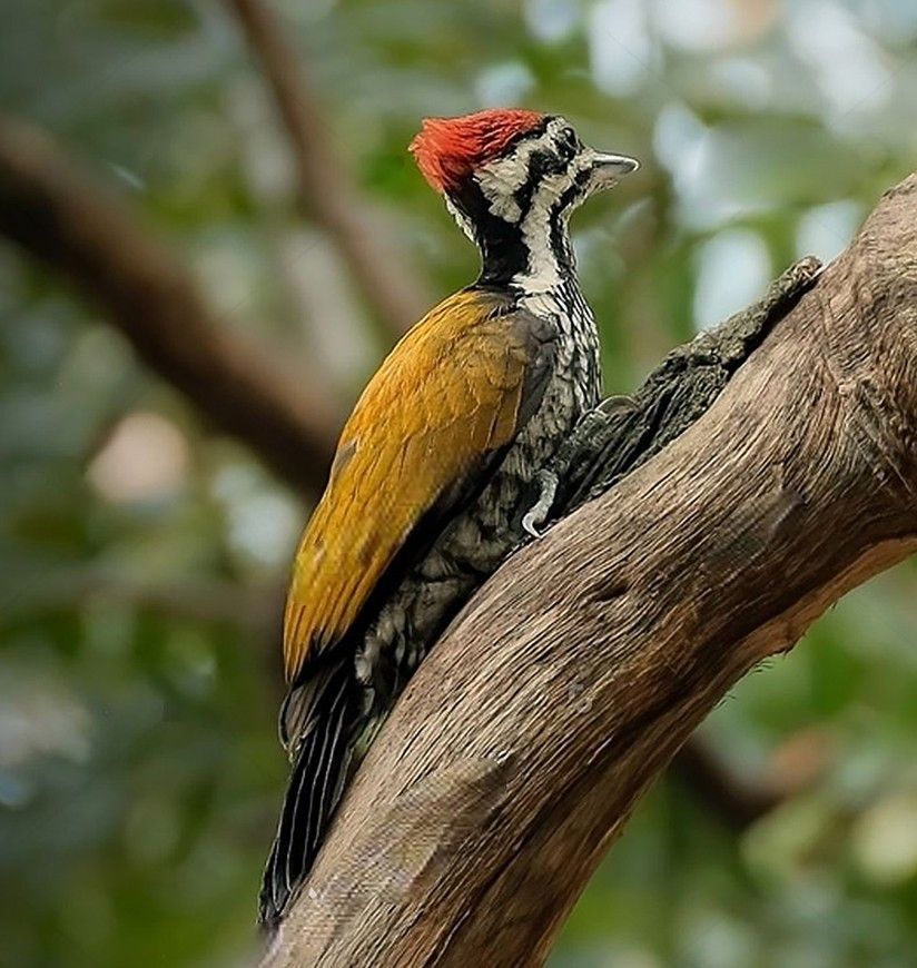 flame-black-woodpecker