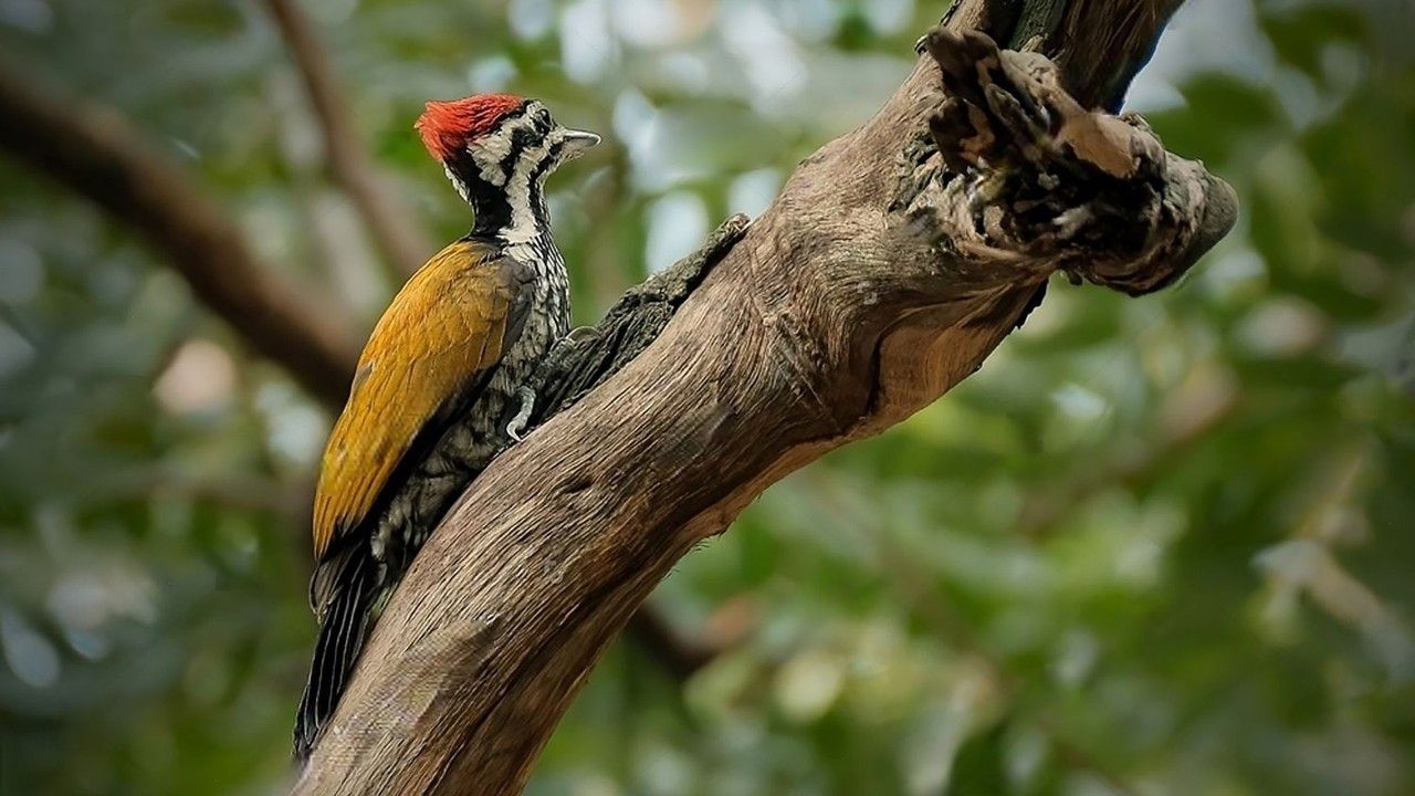 Nalaban Bird Sanctuary 