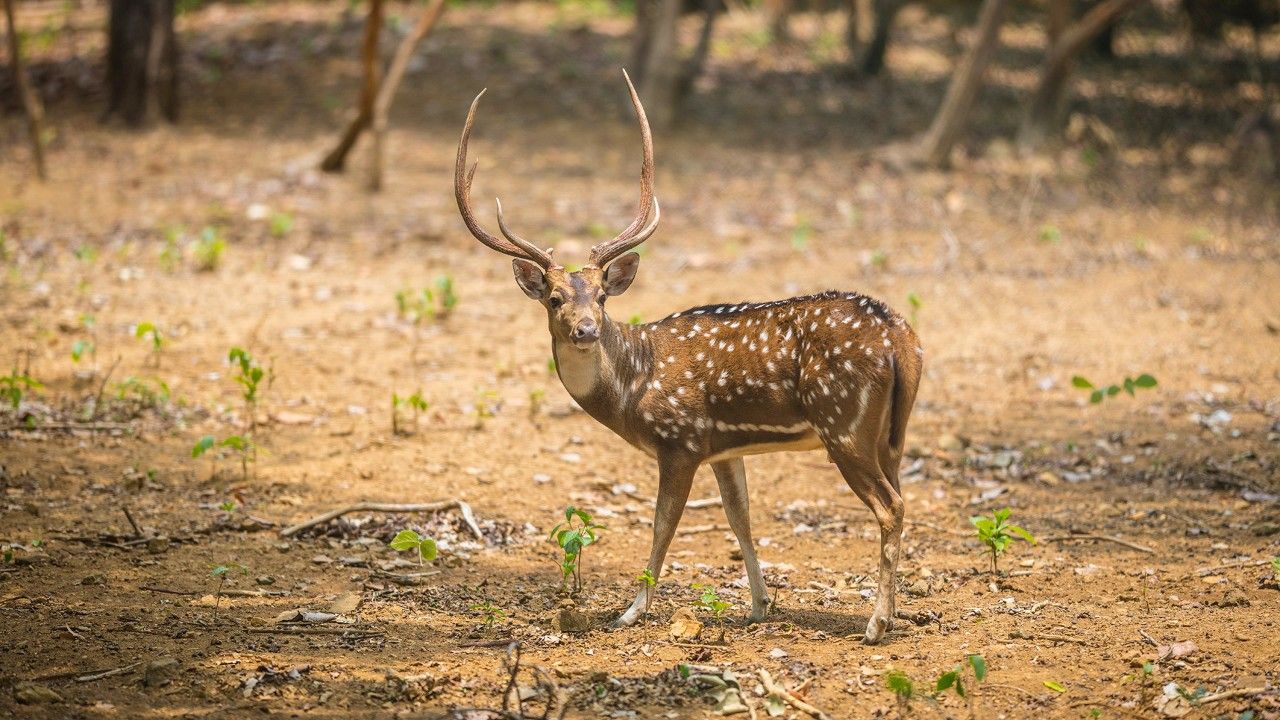 dalma-wildlife-sanctuary-jamshedpur-jharkhand-2-attr-hero