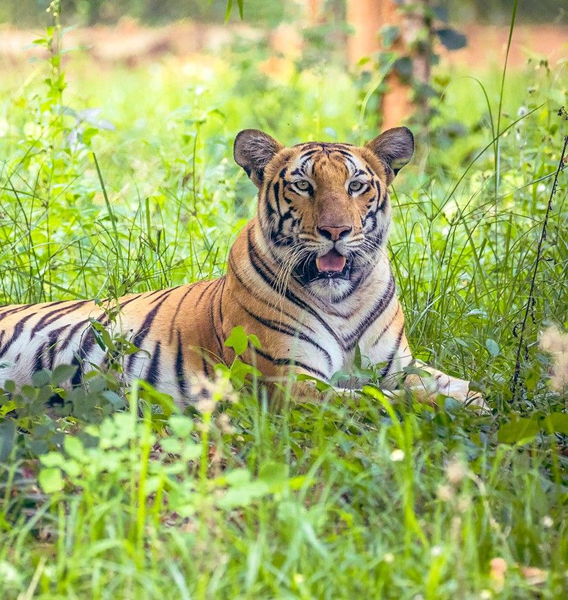 1-birsa-zoological-park-ranchi-jharkhand-attr-homepag
