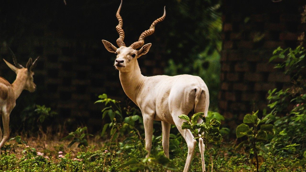 2-birsa-zoological-park-ranchi-jharkhand-attr-hero