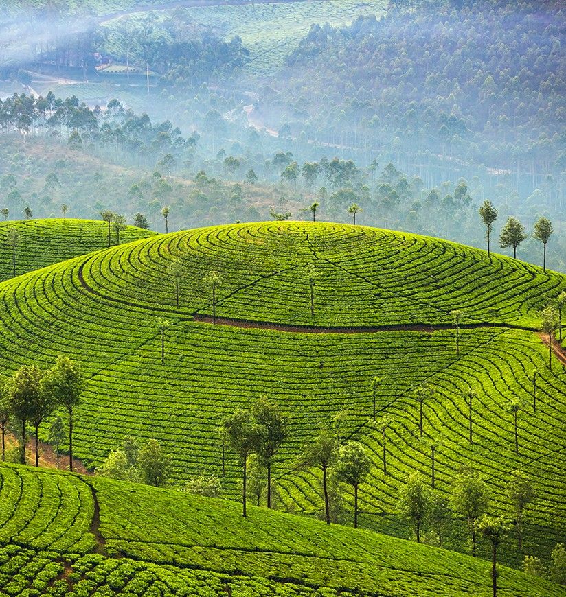 tea-plantation-munnar-kerala-city-ff