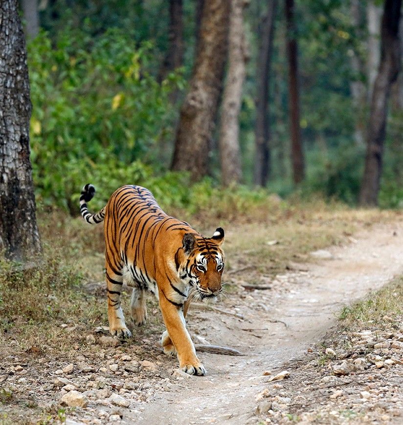 1-parambikulam-tiger-reserve-palakkad-kerala-attr-homepag