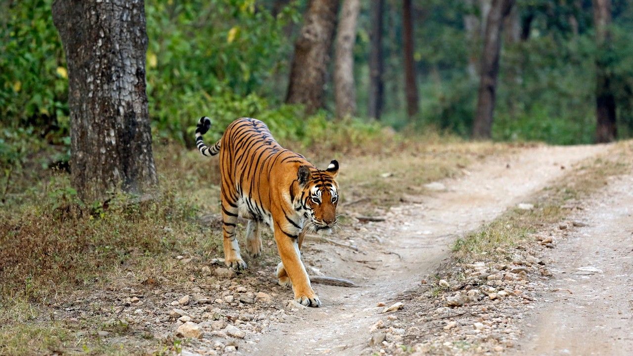 parambikulam-tiger-reserve-palakkad-kerala-hero