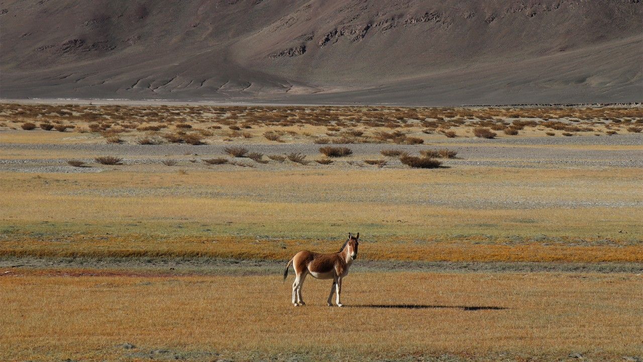 changthang-wildlife-sanctuary-leh-ladakh-1-attr-hero