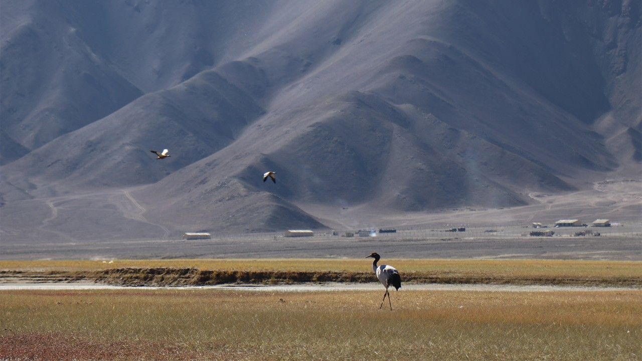 changthang-wildlife-sanctuary-leh-ladakh-img-2-city-hero