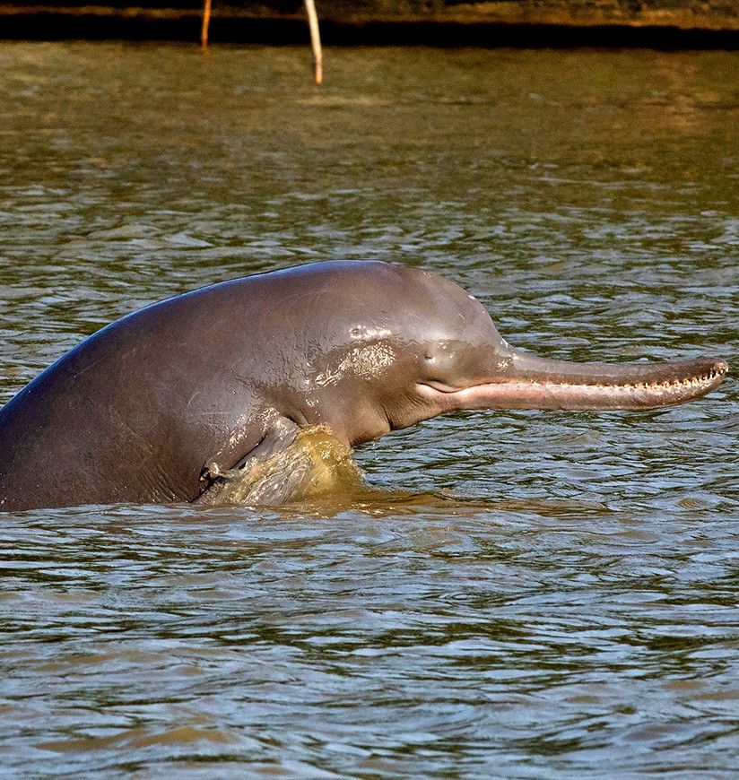 Freshwater dolphins