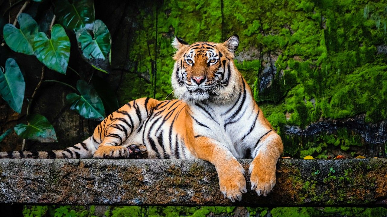 1-bengal-tigers-narnala-wildlife-sanctuary-amravati-maharashtra-attr-hero