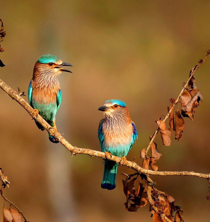 Indian Roller Couple enjoying evening sun in the forest of Nagarhole Tiger Reserve in South India.