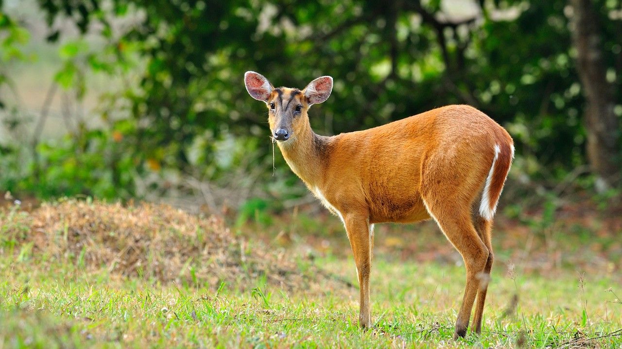 barking-deer-koyna-wildlife-sanctuary-mahabaleshwar-attr-hero