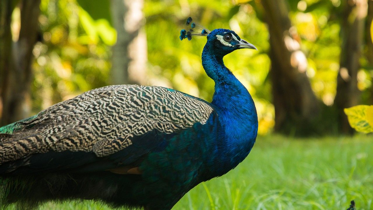 peacock-bhamragarh-wildlife-centuary-sevagram-nagpur-maharashtra-1-attr-hero