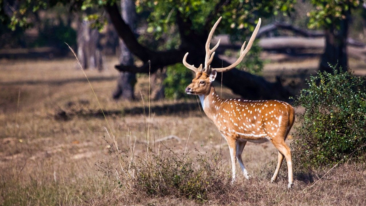 deer-bor-wildlife-centuary-nagpur-maharashtra-1-attr-hero
