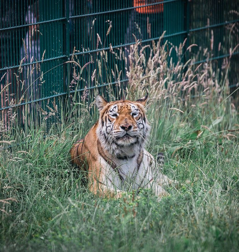 Beautiful shot of a tiger in a cage i