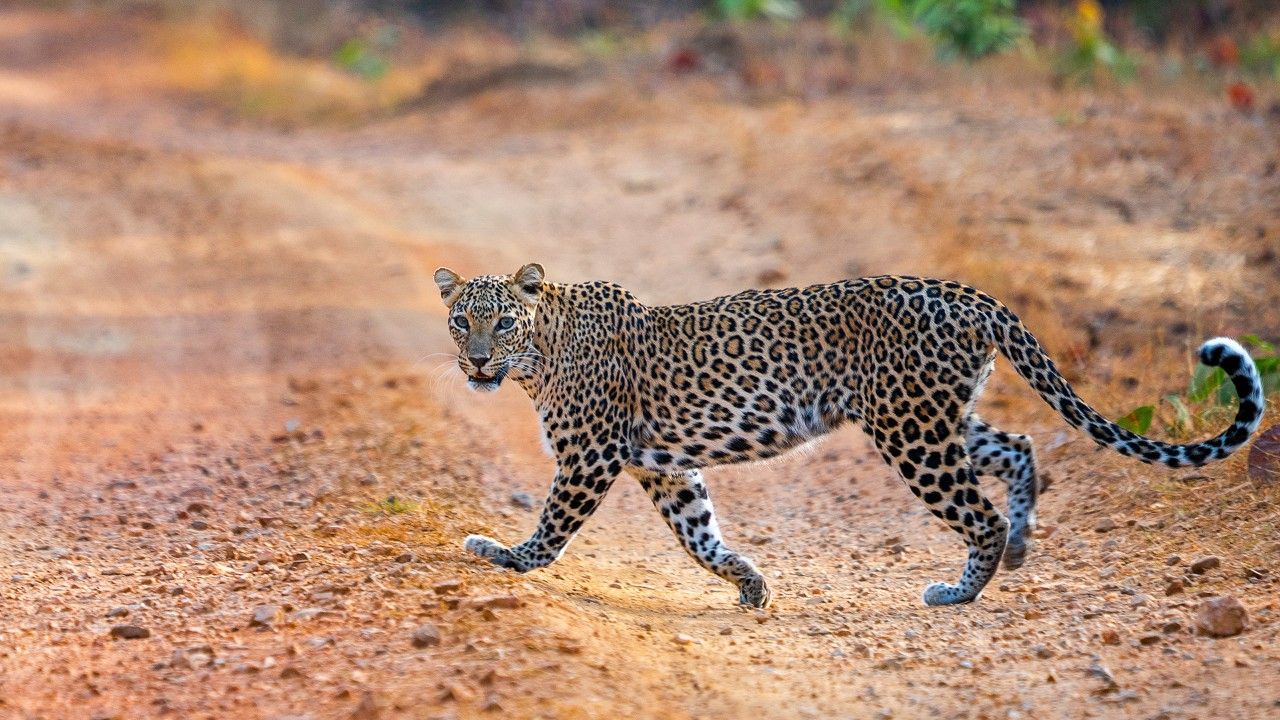 leopard-nagzira-wildlife-sanctuary-nagpur-maharashtra-1-attr-hero