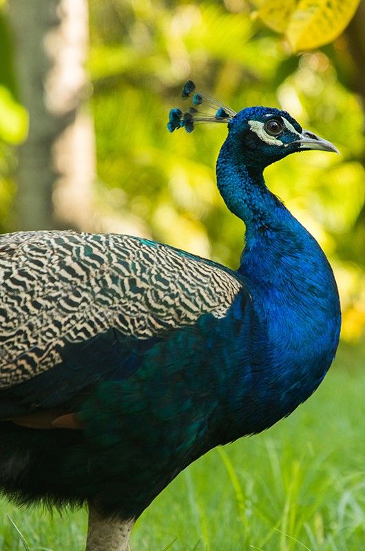 male peacock stands on the grass