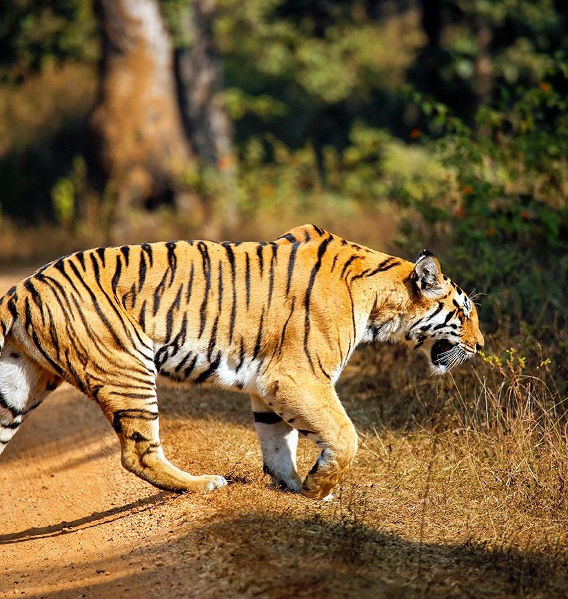 Bengal Tiger (Panthera tigris tigris) Walking. Pench National Park, India